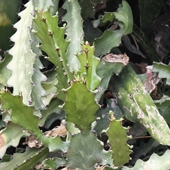Euphorbia antiquorum, photograph (c) Raja Sekhar Chimirala, some rights reserved (CC BY)