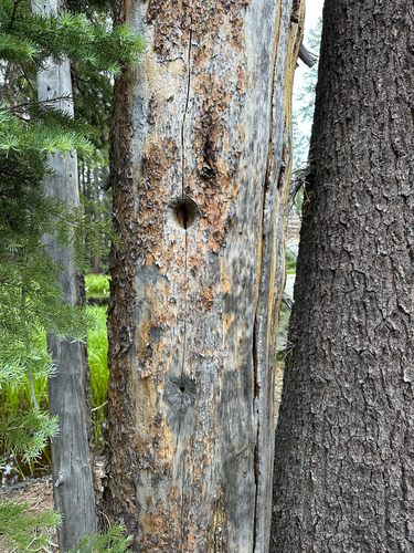 iNaturalist observation photo of Woodpeckers