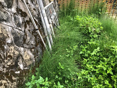Branched scouringrush (Equisetum ramosissimum)