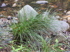 Carex polyantha