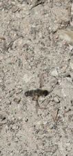 iNaturalist observation photo of Bee Flies