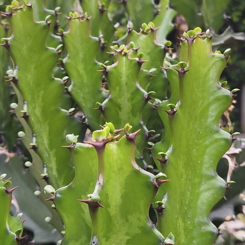 Euphorbia antiquorum