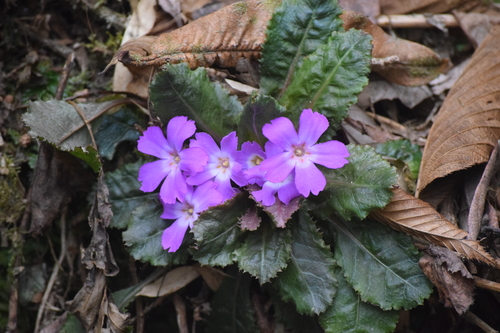 Primula scapigera, photograph 2