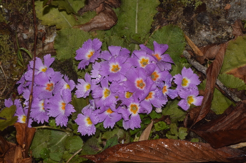 Primula scapigera, photograph 4