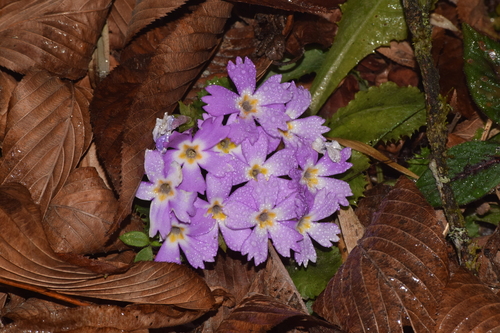 Primula scapigera, photograph 3