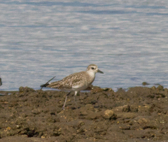 Pluvialis squatarola