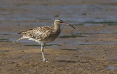 Numenius phaeopus