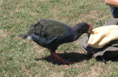 Porphyrio hochstetteri