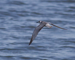 Chlidonias leucopterus