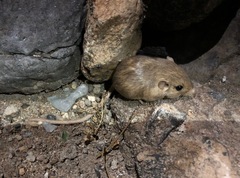 Perognathus