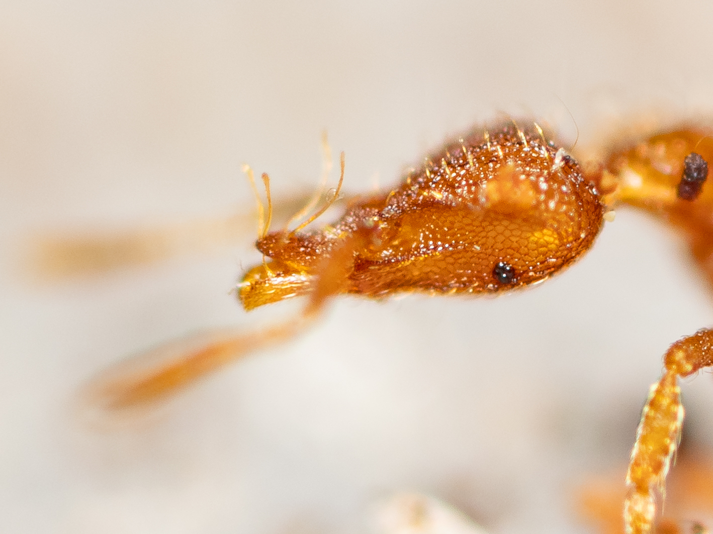 Strumigenys boltoni