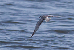 Chlidonias leucopterus