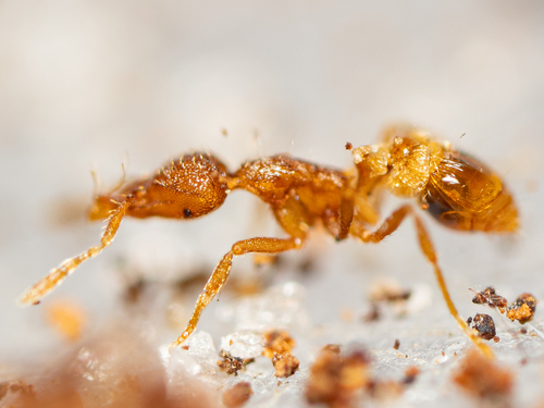 Strumigenys boltoniStrumigenys boltoni