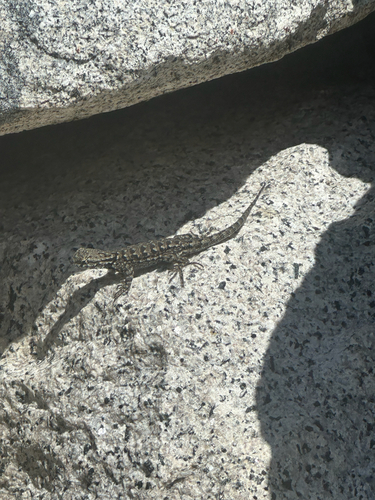 iNaturalist observation photo of Western Fence Lizard