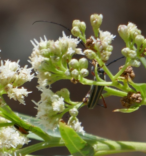 Double-banded Bycid
