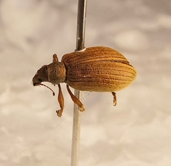 Polydrusus mollis