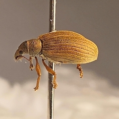 Polydrusus mollis