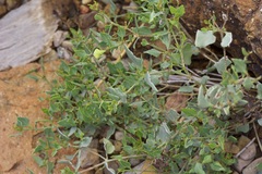 Acleisanthes longiflora