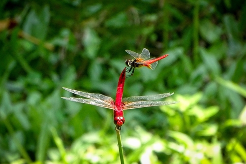 Photo of Scarlet Basker (Urothemis signata)