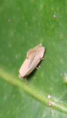 Atalopsis