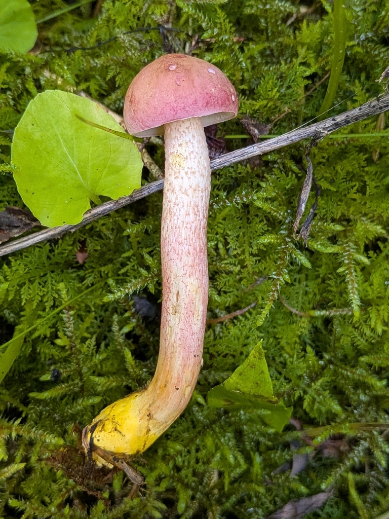 Chrome-footed Bolete · July 2026 · photo: Photo: (c) Drew Palmer, some rights reserved (CC BY) · iNaturalist