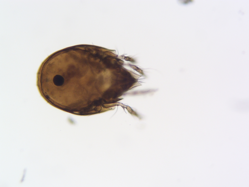 Anachipteria
