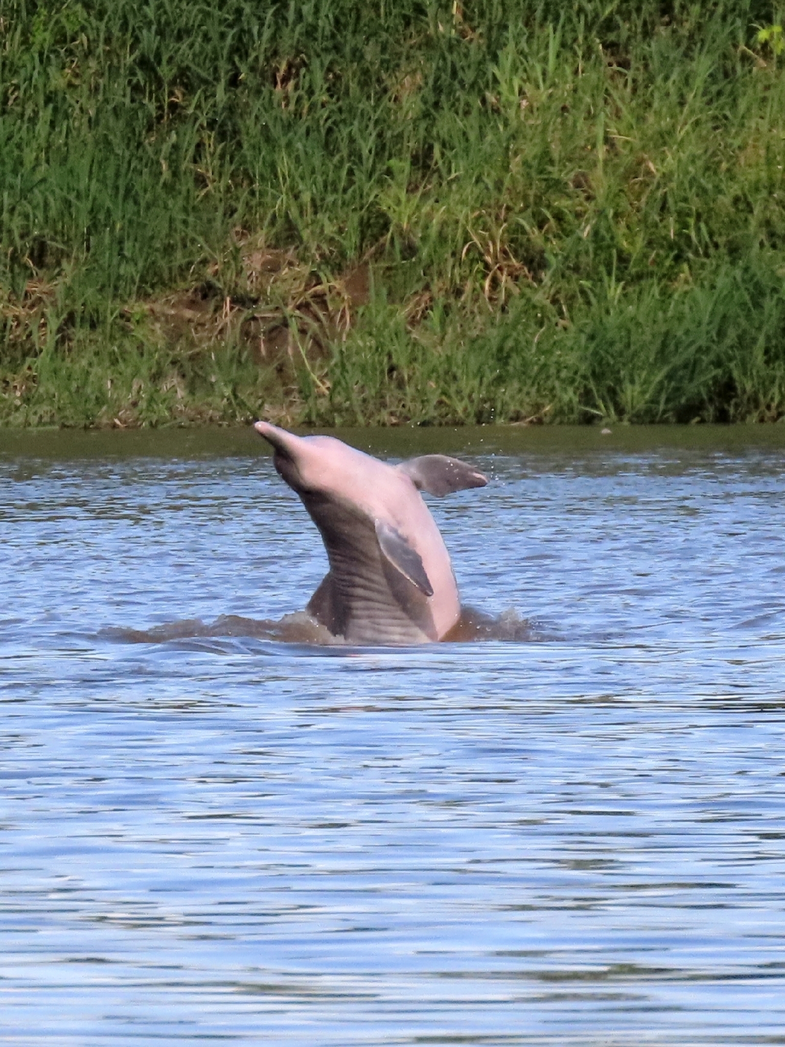 Sotalia fluviatilis