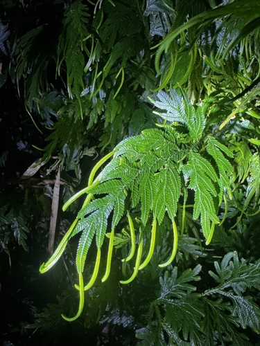 Selaginella plana observed 2026-07-19