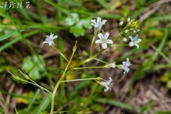 Lysimachia candida