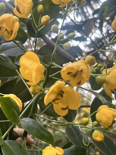 Senna, 2026-07-16