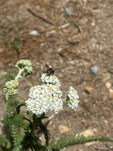 iNaturalist observation photo of Tachinini