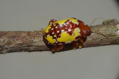 Podontia congregata