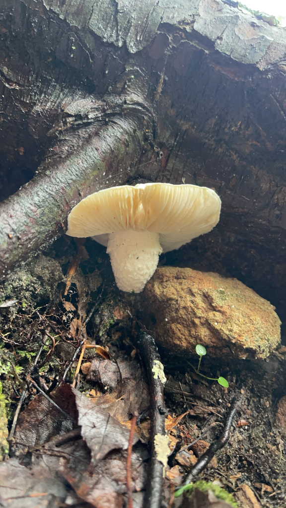 Lynx Paw Oyster — lead field view