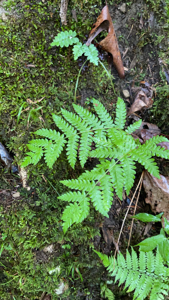 Broad Beech Fern — lead field view
