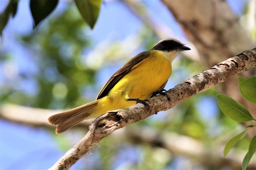 Myiozetetes similis hesperis