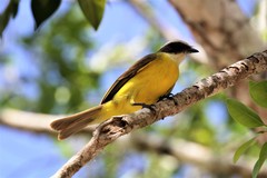 Myiozetetes similis hesperis