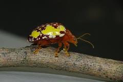 Podontia congregata