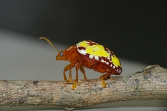Podontia congregata