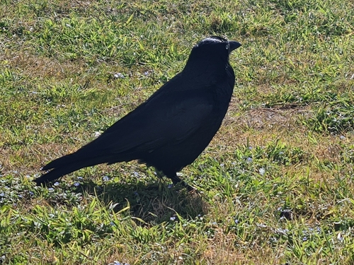 Australian Raven