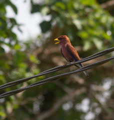 Eurystomus glaucurus
