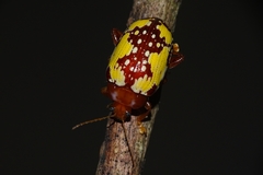 Podontia congregata