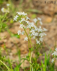 Lysimachia candida