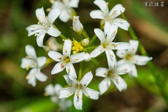 Lysimachia candida