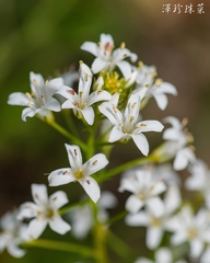 Lysimachia candida