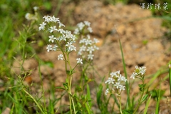 Lysimachia candida