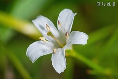 Lysimachia candida