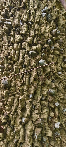 Zanthoxylum rhetsa observed 2026-07-20