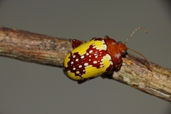 Podontia congregata