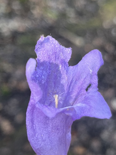 Jacaranda mimosifolia observed 2026-07-16