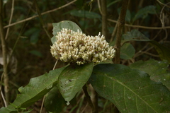Ixora polyantha